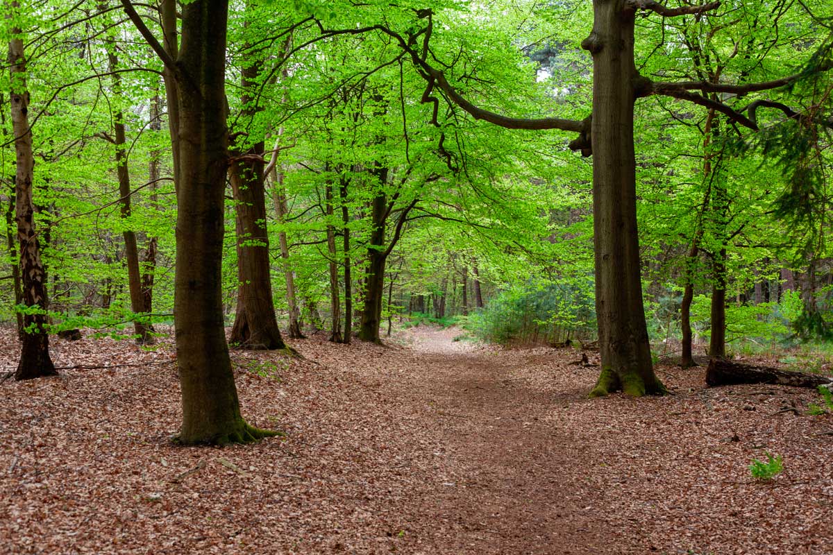 ¿Te gustaría tomar un Baño de Bosque?